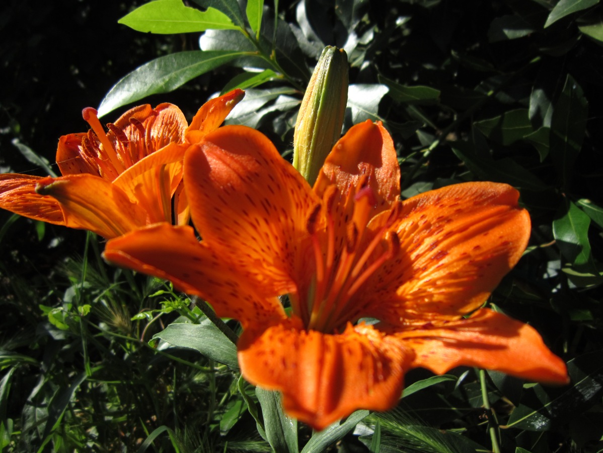 Lilium bulbiferum subs croceum...precoce....